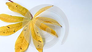 Yellow withered cassava leaves  on white background photo