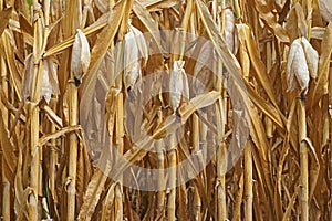 Yellow withered maize plants due to dry and hot summer