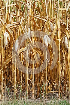 Yellow withered maize plants due to dry and hot summer