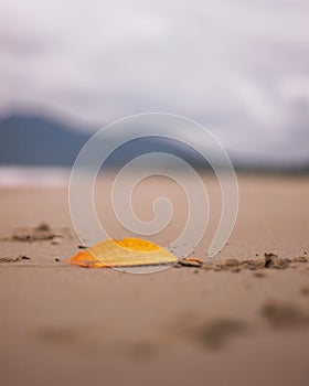 A leaf by the shore