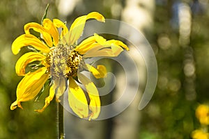 Yellow Wolfsbane Arnica Montana Wildflower