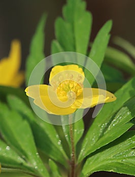 Yellow wood anemone (Anemonoides ranunculoides)