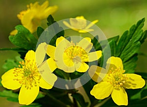 Yellow wood anemone blooming in spring