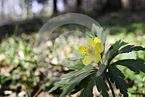 Yellow wood anemone or buttercup anemone