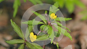 Yellow wood anemone. Yellow forest flowers sway in the wind. Anemone ranunculoides. photo