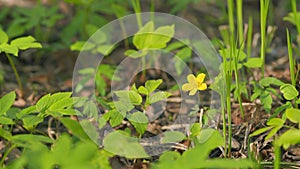 Yellow wood anemone. Yellow forest flowers sway in the wind. Anemone ranunculoides. Slow motion. photo