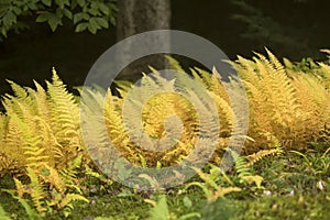 Yellow wood ferns in an opening in Sunapee, New Hampshire