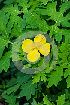 Yellow Wood Poppy, Celandine Poppy