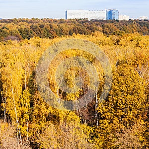 Yellow woods and big modern house in autumn day