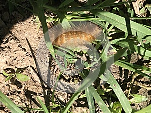 Yellow Woollybear Caterpillar - Virginian tiger moth - Spilosoma virginica photo