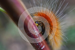 Yellow Wooly Bear Caterpillar Close Up