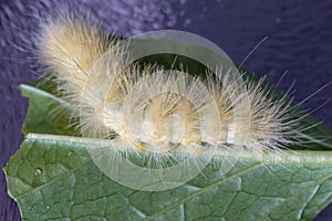 Yellow Wooly Bear Caterpillar in garden