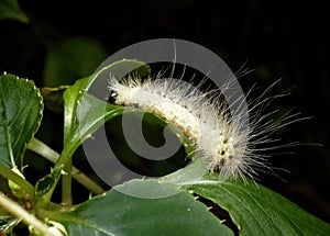 A Yellow Wooly Bear Caterpillar on a leaf