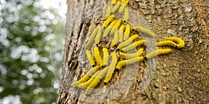Yellow worm