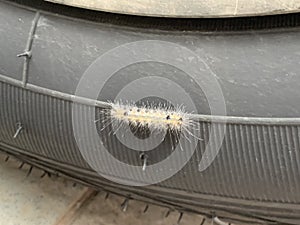Yellow worms with white hair cling to tires.