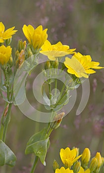 Yellow-Wort (Blackstonia perfoliata)