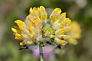 Yellow woundwort flower