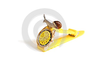 Yellow wristwatch and snail isolate on white. clock hands. concept of time, slow, waiting, Time management. copy space