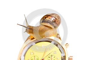 Yellow wristwatch  snail isolate on white. clock hands. concept of time, slow, waiting, Time management. copy space