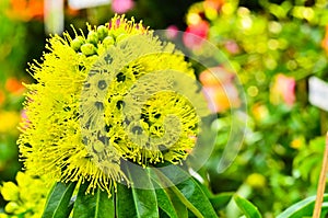 Yellow Xanthostemon Chrysanthus