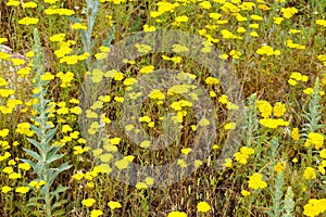 Yellow yarrow