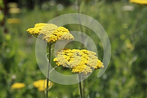 Yellow yarrow, Achillea, clypeolata, photo