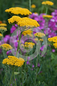 Yellow yarrow