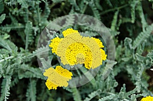 Yellow yarrow flowers, green field bush plant, Achillea millefolium