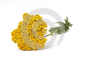 Yellow yarrow isolated on white