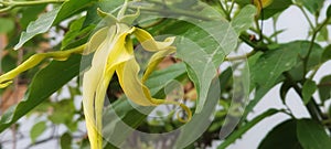 yellow ylang flower, blooms next to the house and very fragrant.