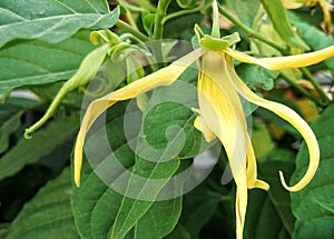 Yellow ylang flowers are very beautiful, fragrant, can be used for aromatherapy
