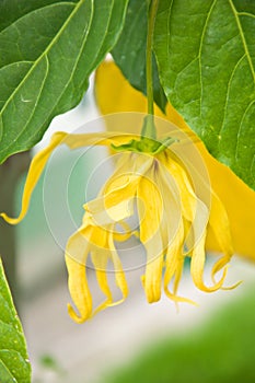 Yellow Ylang-Ylang flower on tree