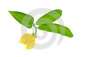 Yellow ylang-ylang flower