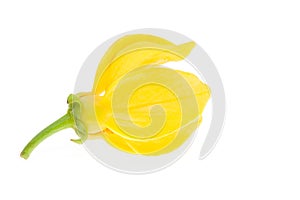 Yellow ylang-ylang flower