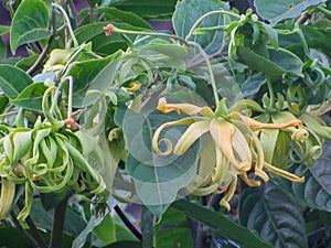 Yellow ylang ylang flowers when they bloom