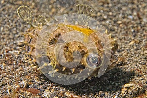 Yellow young puffer fish