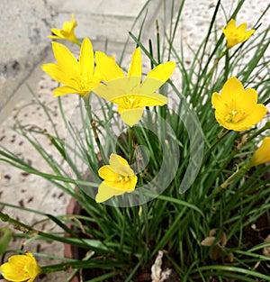 Yellow zephyranthes citrina flower image background