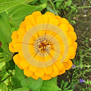 A yellow Zinnia Dahlia in closeup view