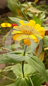 The yellow Zinnia elegans