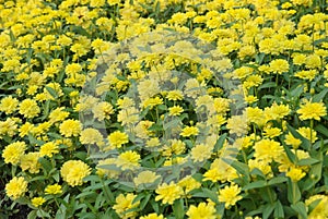 Yellow Zinnia elegans flower garden