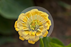Yellow Zinnia flower photo