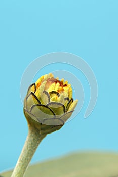 Yellow Zinnia flower bud closeup