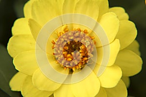 Yellow Zinnia flower closeup