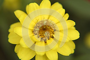 Yellow Zinnia flower closeup