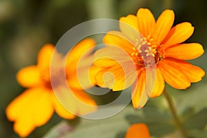 Yellow Zinnia flower closeup