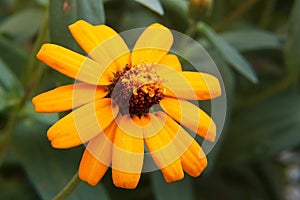 Yellow Zinnia flower closeup