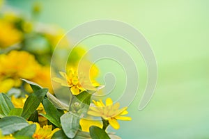 Yellow Zinnia flower in garden
