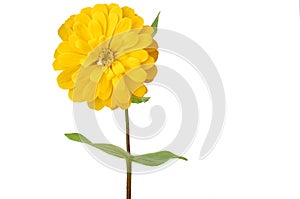 A yellow zinnia flower plant isolated on white