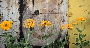 Yellow Zinnia flowers against rusted vintage old grunge steel wall background. Panoramic, horizontal image style.