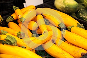 Yellow zucchini also called summer squash
